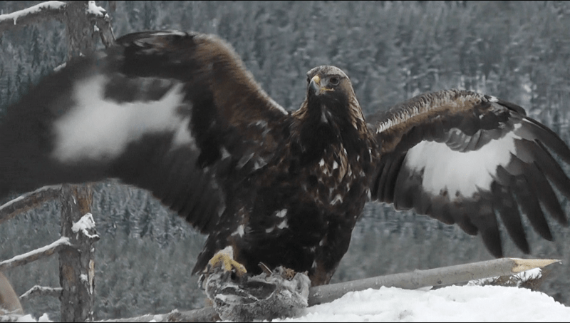 skjermbilde-2017-01-26-kl-09-57-28